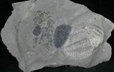 Elrathia Trilobite With Asaphiscus & Cyanobacteria #6732-1